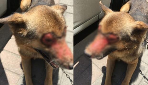 Yok böyle vahşet! Bu halde bulundu