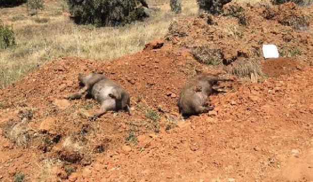Yol kenarında bulundu! Hepsi ölmüş...