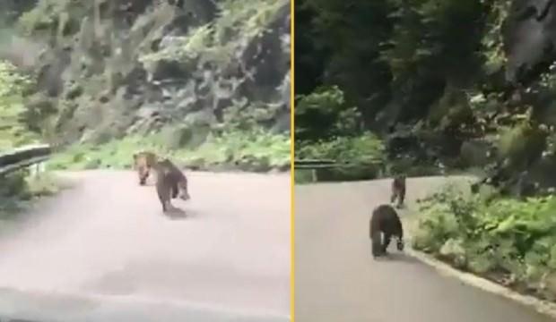 Karayoluna inen ayılar görenleri şoke etti