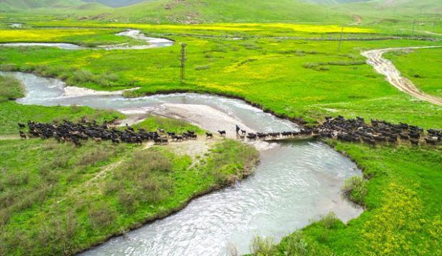 Terör temizliği yaylaları ekonomiye kazandırdı