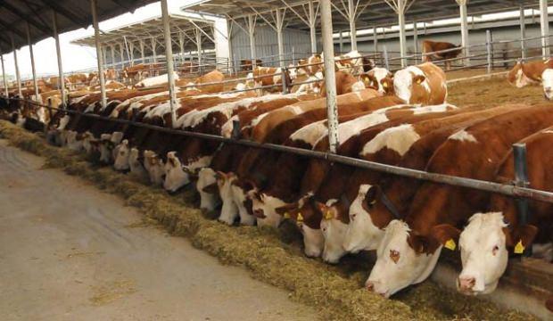 Teslimat başlıyor! 250 bin düve verilecek