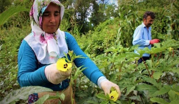 Değer kaybetmiyor! Adını 'çeyrek altın' koydular