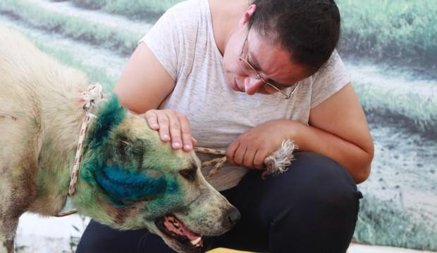 Vahşet! Çoban köpeğine bunu yaptılar