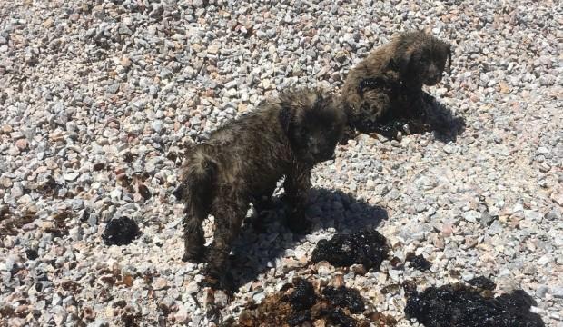 Yavru köpekler bu halde bulundu