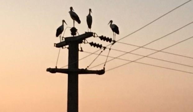 Leylek göçü 10 köyü elektriksiz bıraktı