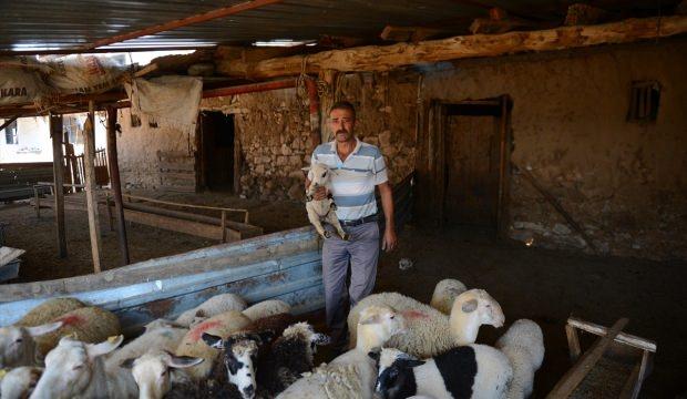 Zehirlenen otları yiyen koyunların telef olduğu iddiası