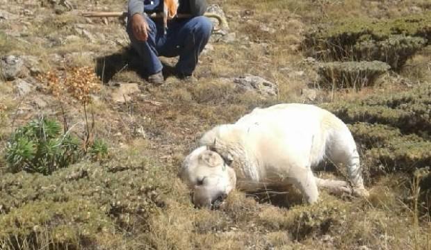 6 çoban köpeğini böyle katlettiler