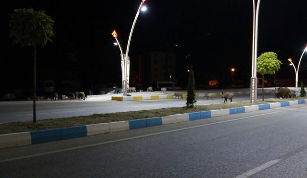 Sürü halinde indiler! Görenler şaşırıp kaldı