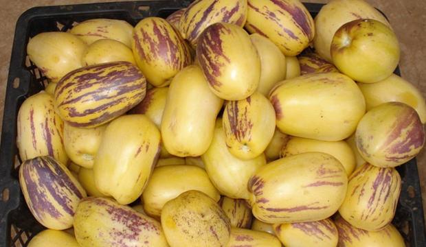Pepino meyvesinin faydası nelerdir? Pepino nasıl tüketilmelidir?