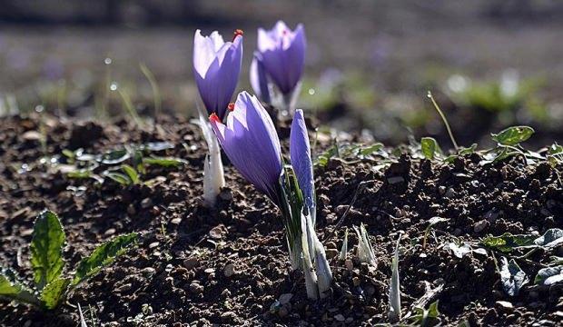 "Mucize bitki" üreticisinin yüzünü güldürdü