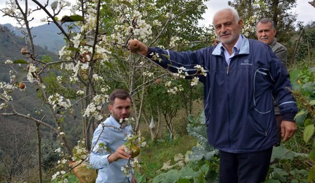Şaşırıp kaldılar! Sonbaharda çiçek açtı