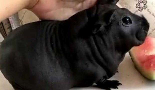 Köpek diye aldı, hayatının şokunu yaşadı!