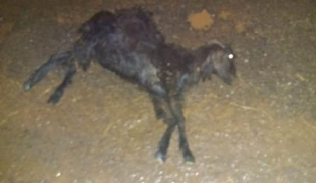 Adıyaman'da sele kapılan 120 hayvan telef oldu