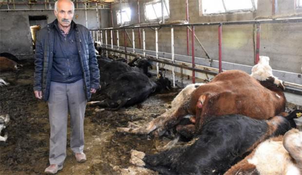 Sabah ahıra geldiklerinde şaşkına döndüler