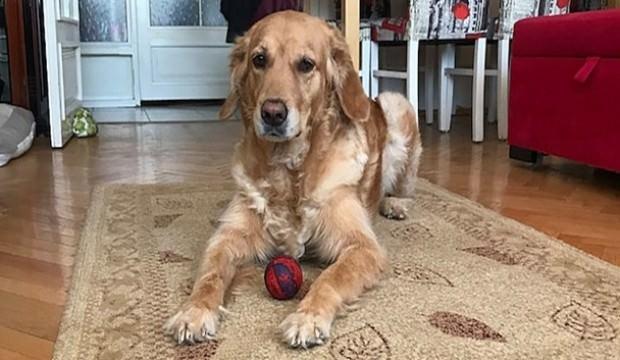 Apartmanda köpek bakımıyla ilgili karar!