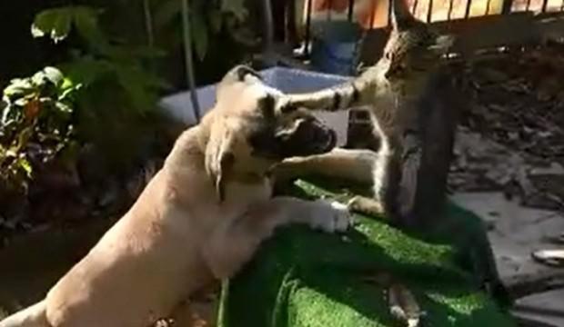 Kedi ile köpeğin inanılmaz dostluğu