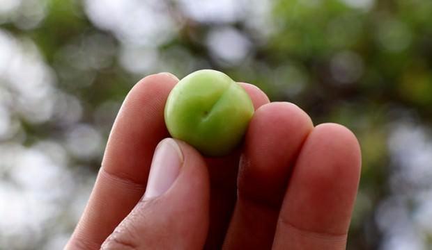 Muğla'da şaşırtan görüntü