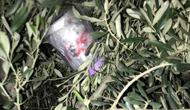 Zeytin ağacına gizlenmiş halde bulundu