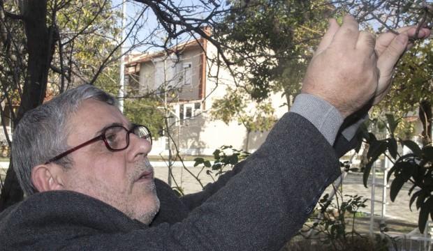 Şaşırtan olay! Aralık ayında dalından topladı