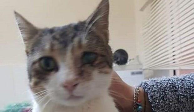 Antalya'da tüfekle vurulan kedi tedavi edildi