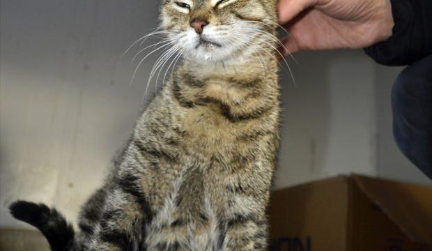 Soğukta kalan anne kedi ve 5 yavrusu kurtarıldı Soğukta kalan anne kedi ve 5 yavrusu kurtarıldı