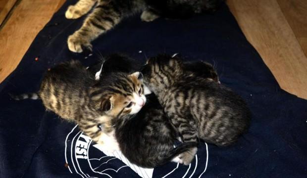 Soğukta kalan anne kedi ve 5 yavrusu kurtarıldı Soğukta kalan anne kedi ve 5 yavrusu kurtarıldı