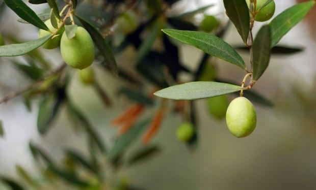 Zeytin Yaprakları