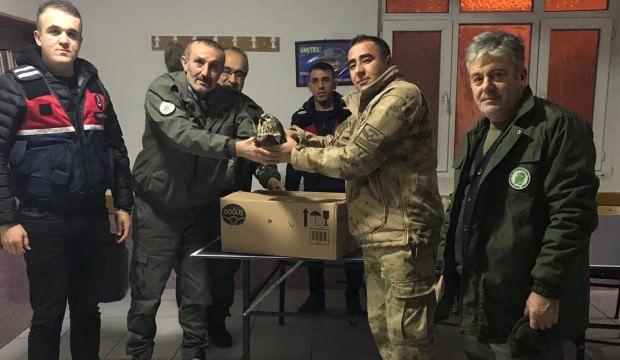 Kaçak avcılar vurdu, jandarma kurtardı