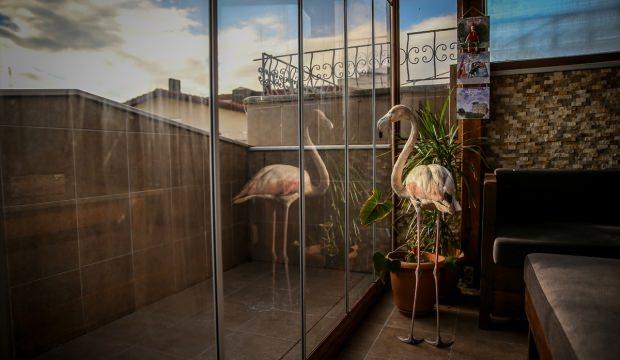 Yaralı flamingo ve yavru baykuşa evinde bakıyor