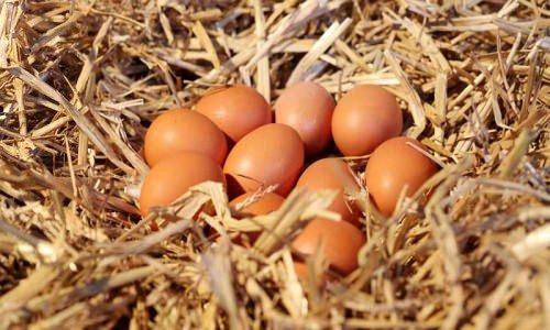 organik yumurta nasıl anlaşılır?