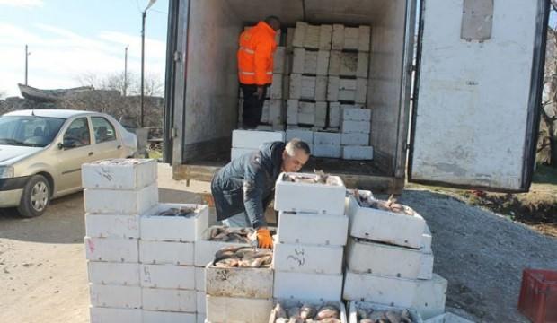 Manyas Gölü'nde İsrail sazanı bolluğu