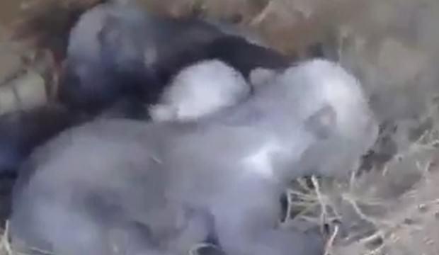 Ayı inine giren avcıya büyük sürpriz!