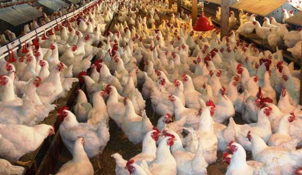 Beyaz ette yeni hedef Çin pazarı