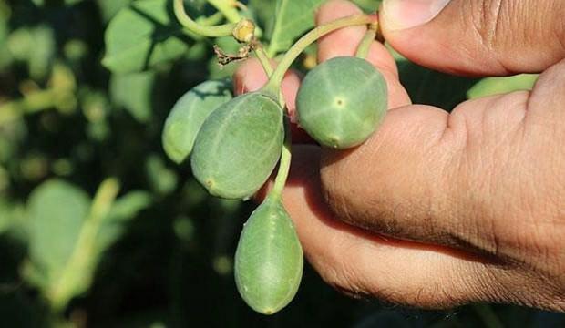 Burdur'da üretiliyor, 29 ülkeye satılıyor