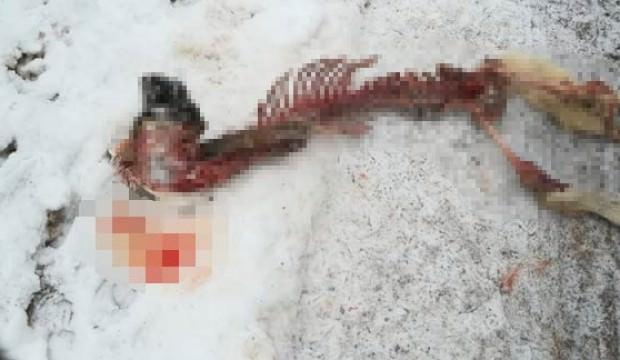 Kurtlar köpeği parçaladı!