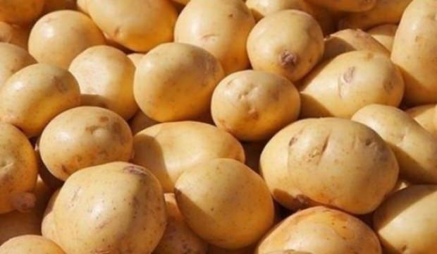 2 yerli patates çeşidi daha tescillendi