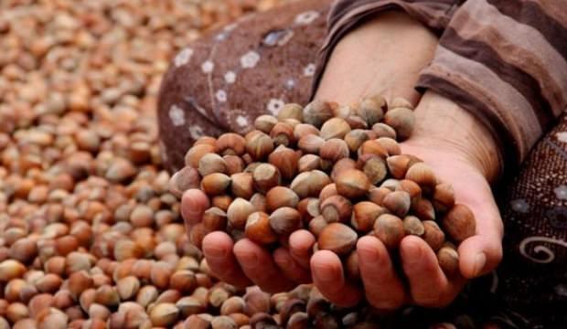 Türkiye'de en çok fındık o ilde satıldı