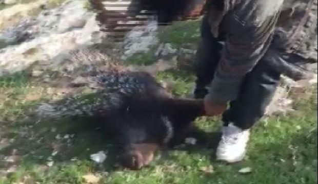 Nesli tükenmekte olan kirpiyi katledenlerin cezası belli oldu