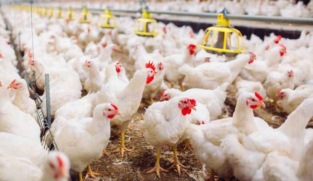 Rüyada tavuk görmek nasıl yorumlanır? Rüyada tavuk görmek neye işaret?