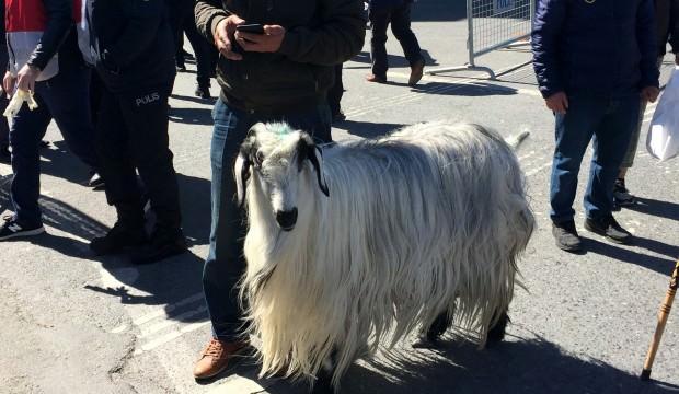 İstanbul mitingine keçisiyle geldi
