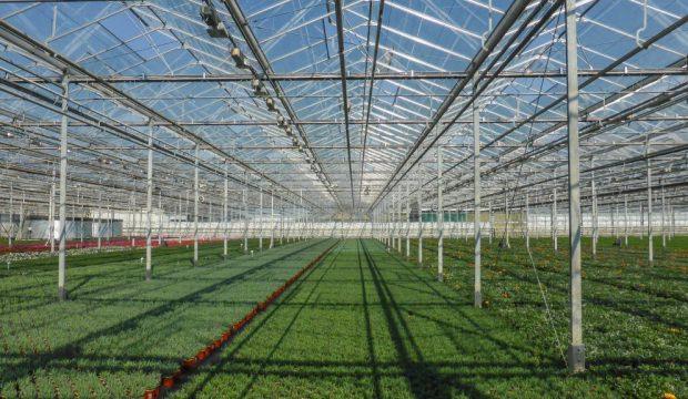 Kırşehir'e 30 milyon dolarlık jeotermal sera yatırımı