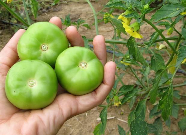 yeşil domatesin faydaları