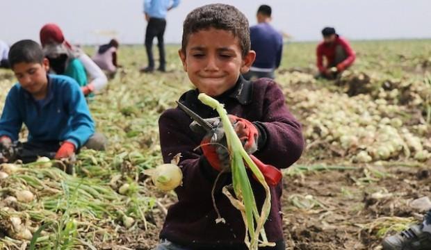 Turfanda soğan fiyatları düşürecek