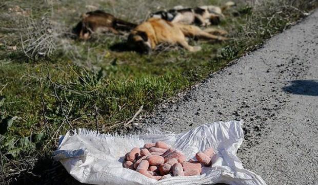 Ankara'da yine aynı vahşet! Köpeklere bu kez...
