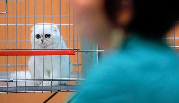 Avrupa’nın ortasında kedi kararı: Yasaklandı!