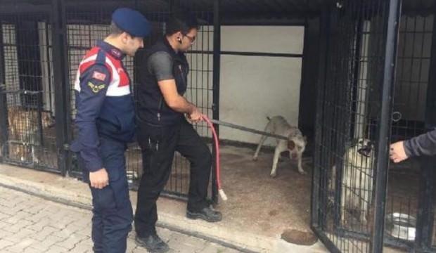 Barınaktan 2 pitbull çalan şüpheliler yakalandı