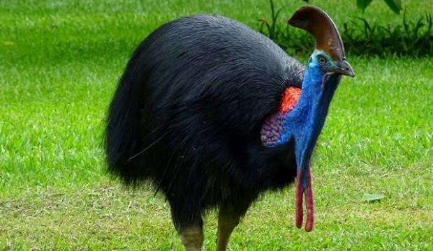 Beslediği tepeli devekuşu sonu oldu
