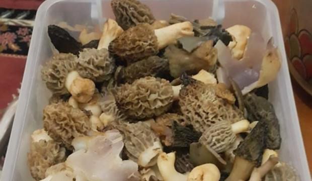 Kilosu 100 TL'yi buluyor! Vatandaşlar birbiriyle yarışıyor