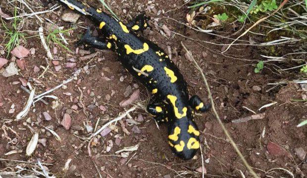 Nesli tükenmek üzere! Malatya'da görüntülendi