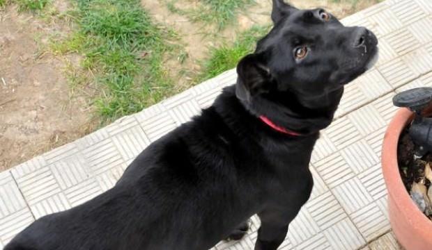 Kahreden olay! 8 yavruyu öldüren dayak...